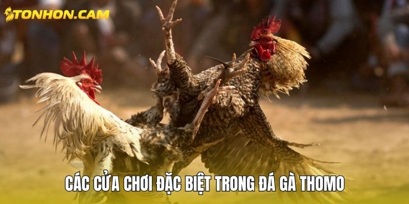 Các cửa chơi đặc biệt trong đá gà Thomo