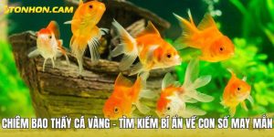 Chiêm bao thấy cá vàng