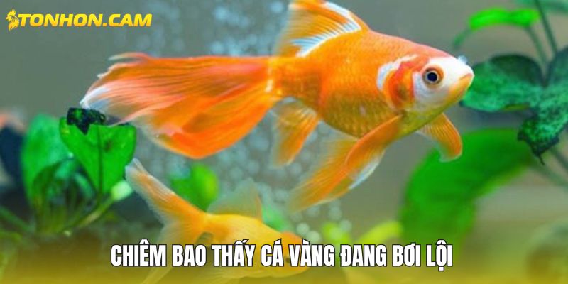 Chiêm bao thấy cá vàng đang bơi lội 
