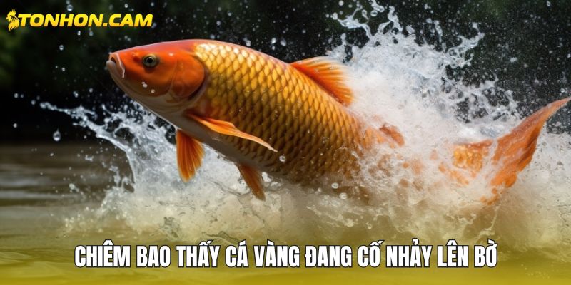 Chiêm bao thấy cá vàng đang cố nhảy lên bờ
