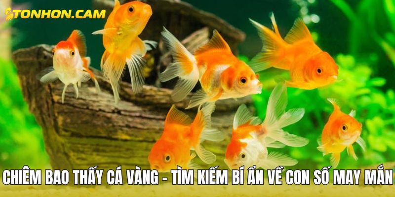 Chiêm bao thấy cá vàng