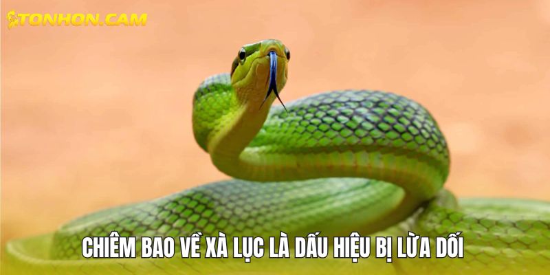 Chiêm bao về xà lục là dấu hiệu bị lừa dối 