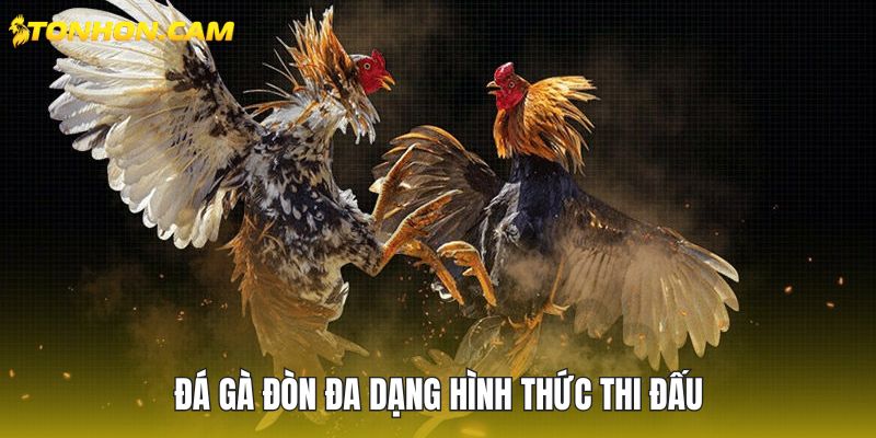 Đá gà đòn đa dạng hình thức thi đấu