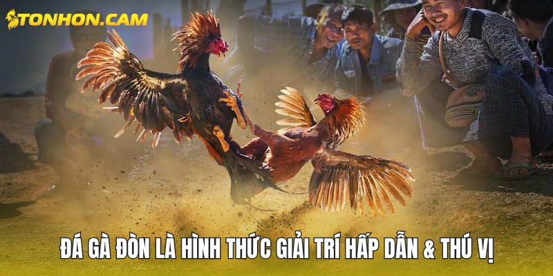 Đá gà đòn là hình thức giải trí hấp dẫn & thú vị