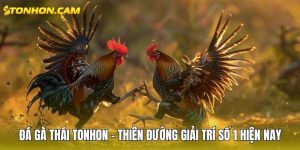 Đá gà Thái