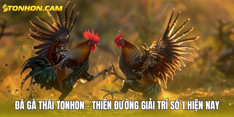 Đá gà Thái