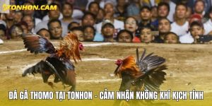 Đá gà Thomo