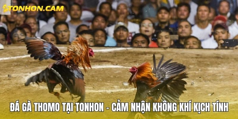 Đá gà Thomo