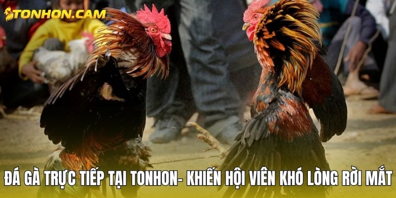 Đá gà trực tiếp