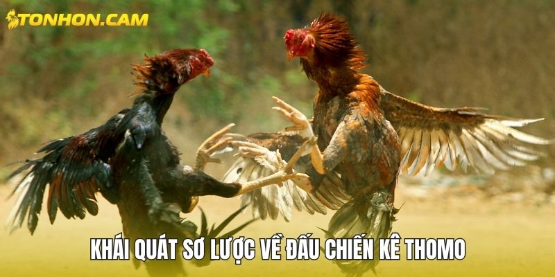 Khái quát sơ lược về đấu chiến kê Thomo