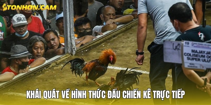 Khái quát thêm về hình thức đấu chiến kê trực tiếp