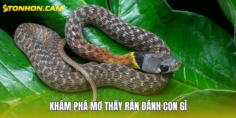Khám phá mơ thấy rắn đánh con gì