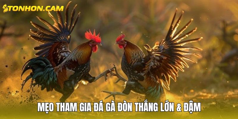 Mẹo tham gia đánh gà đòn thắng lớn & đậm