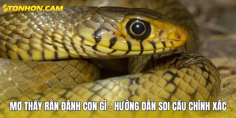 Mơ Thấy Rắn Đánh Con Gì