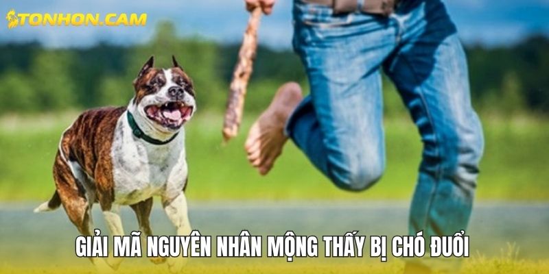 Giải mã nguyên nhân mộng thấy bị chó đuổi 