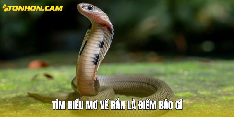 Tìm hiểu mơ về rắn là điềm báo gì