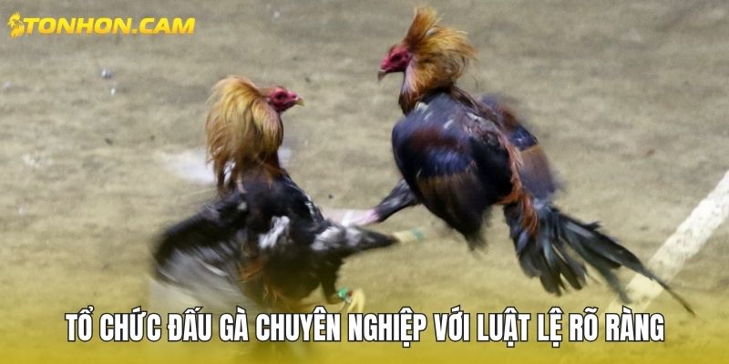 Tổ chức đấu gà chuyên nghiệp với luật lệ rõ ràng