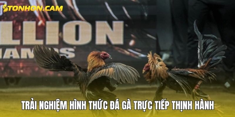 Trải nghiệm hình thức đá gà trực tiếp thịnh hành